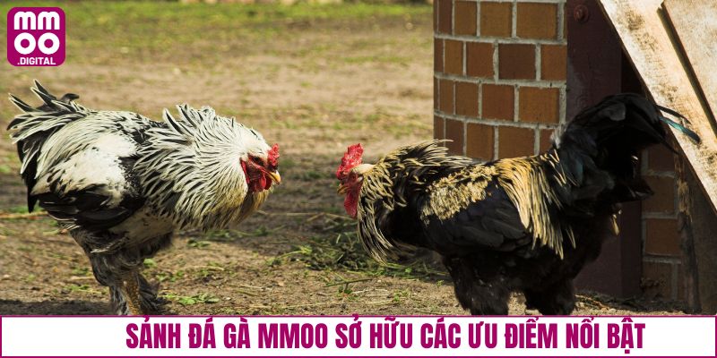 Các ưu điểm của sảnh gà đá MMOO