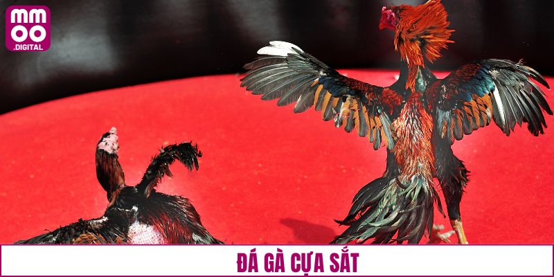 Đá gà cựa sắt hấp dẫn