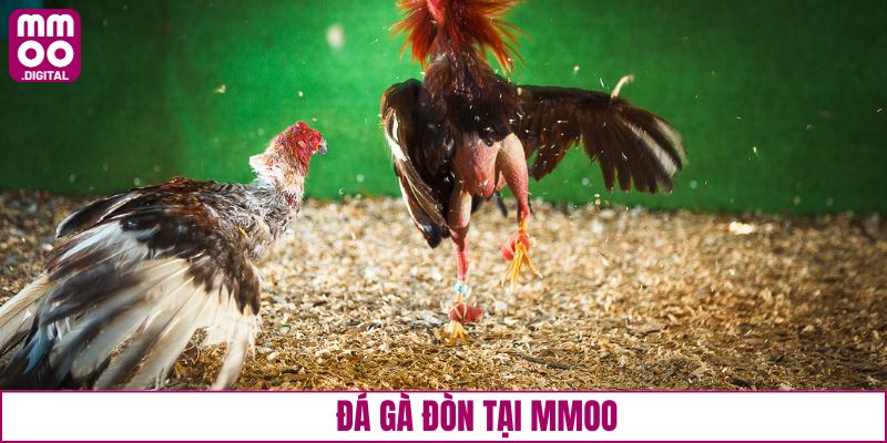 Đá gà đòn đầy chiến thuật tại sảnh đá gà MMOO