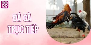 Đá Gà Trực Tiếp - Thiên Đường Xanh Chín Hot Nhất 2025