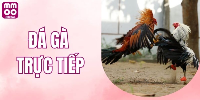 Đá Gà Trực Tiếp - Thiên Đường Xanh Chín Hot Nhất 2025
