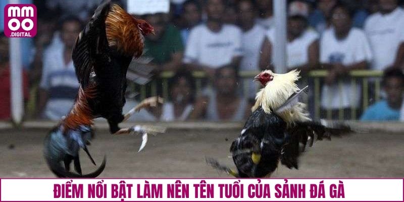 Điểm nổi bật làm nên tên tuổi của sảnh đá gà