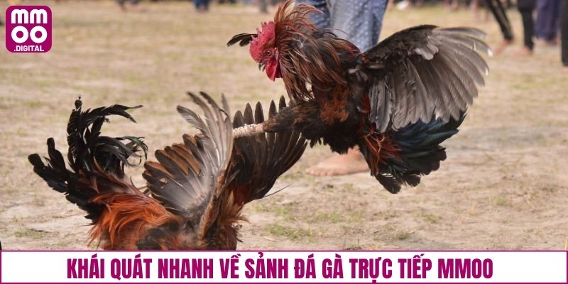 Khái quát nhanh về sảnh đá gà trực tiếp MMOO