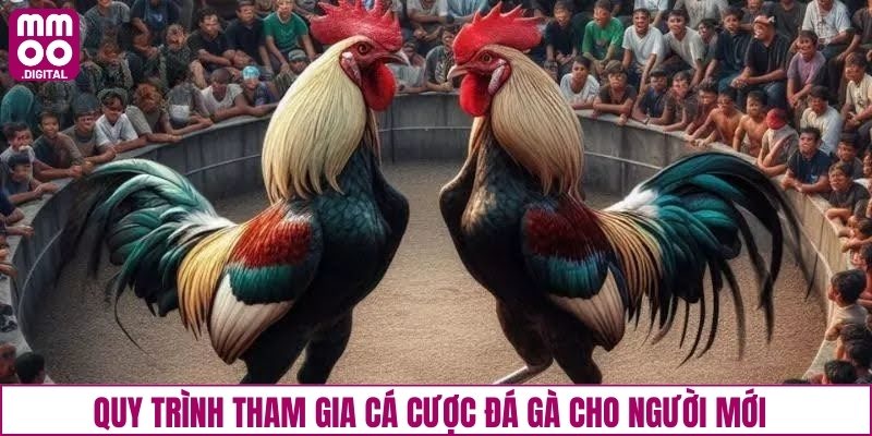 Quy trình tham gia cá cược đá gà cho người mới