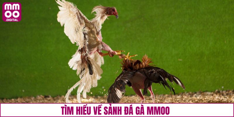 Vài nét chính về sân chơi chọi kê tại MMOO